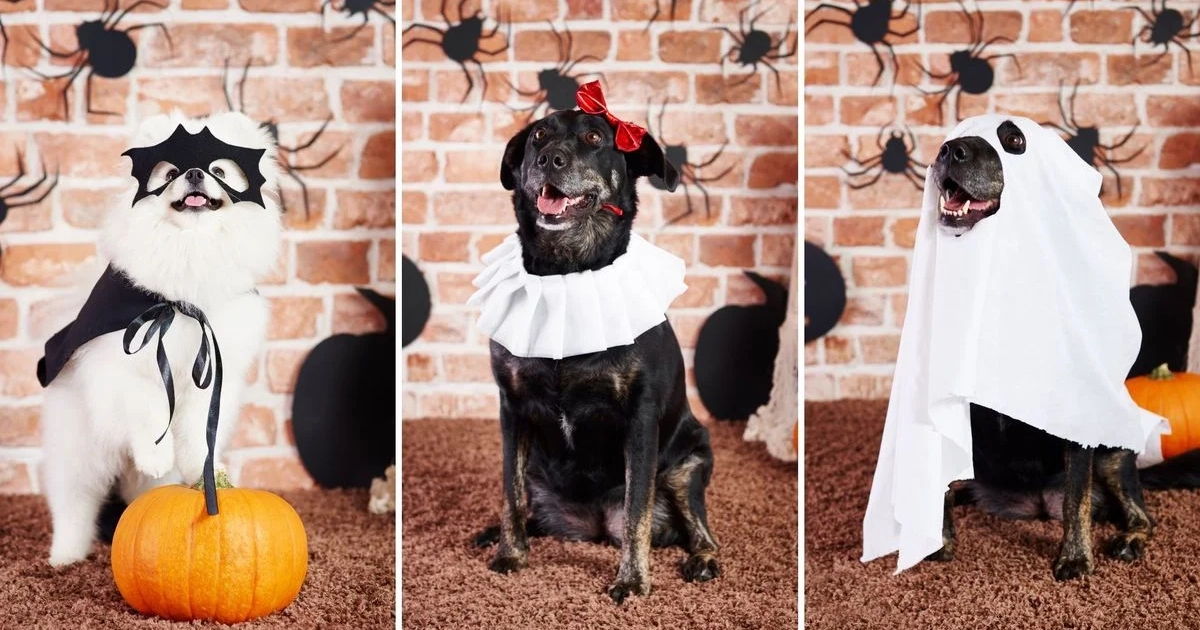 ¿Disfrazar a las mascotas en Halloween es maltrato animal? Esto debe saber