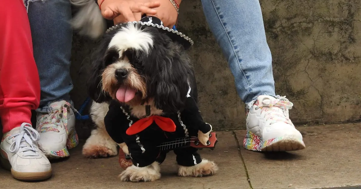 Perro disfrazado