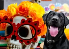 Esto es lo que no puede faltar en el altar de tu perro fallecido este 2 de noviembre