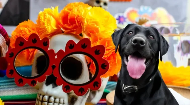 Esto es lo que no puede faltar en el altar de tu perro fallecido este 2 de noviembre