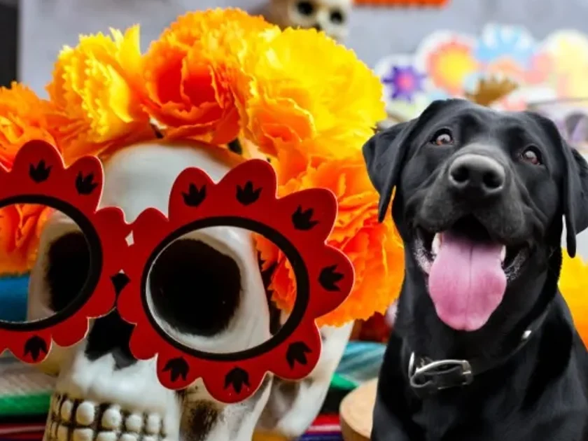Esto es lo que no puede faltar en el altar de tu perro fallecido este 2 de noviembre