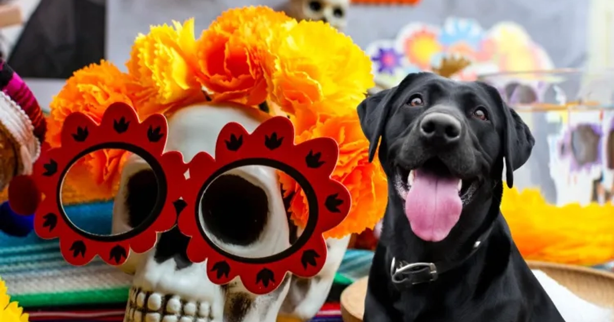 Esto es lo que no puede faltar en el altar de tu perro fallecido este 2 de noviembre
