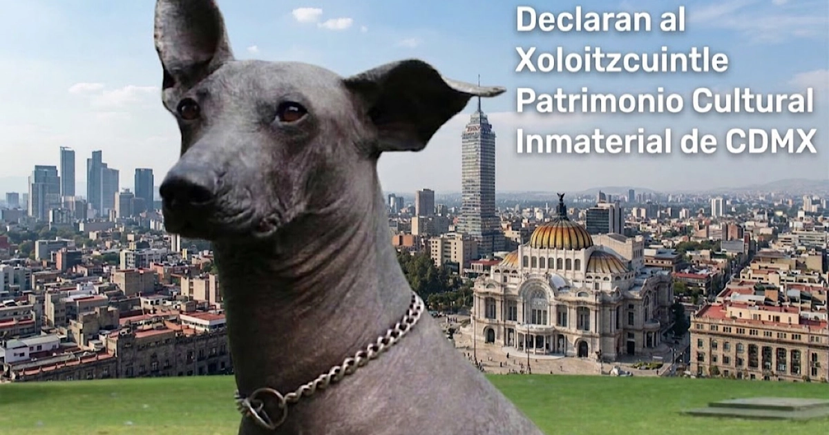 Declaran al Xoloitzcuintle Patrimonio Cultural Inmaterial de CDMX: objetivo y significado