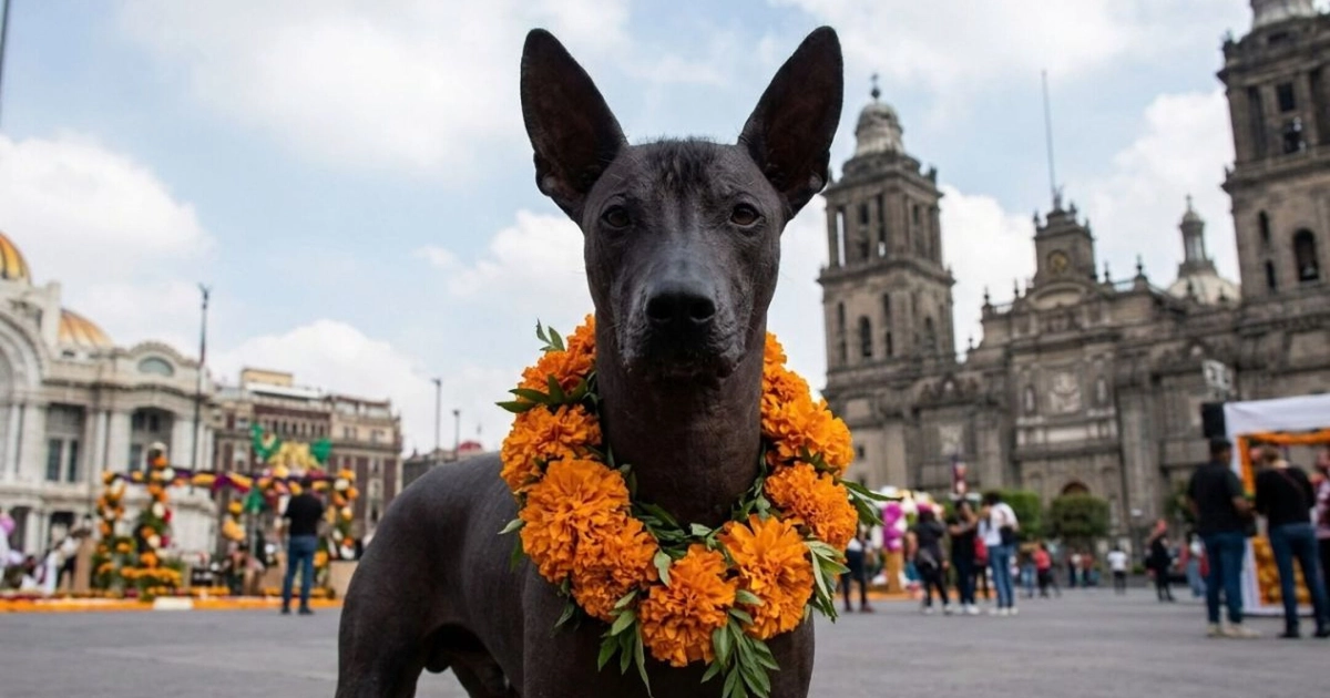 CDMX tendrá su primer Festival del Xoloitzcuintle habrá música, exposiciones y un tianguis para amantes de los perros