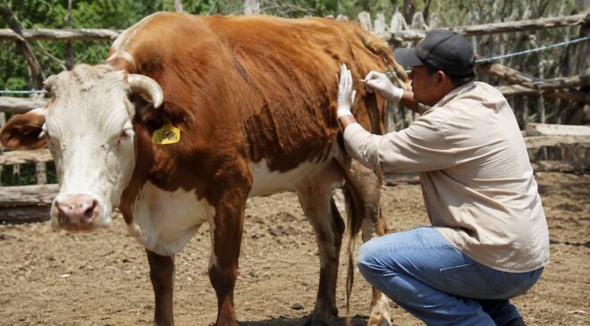 Prevención y ciencia, claves para proteger al ganado mexicano frente al gusano barrenador