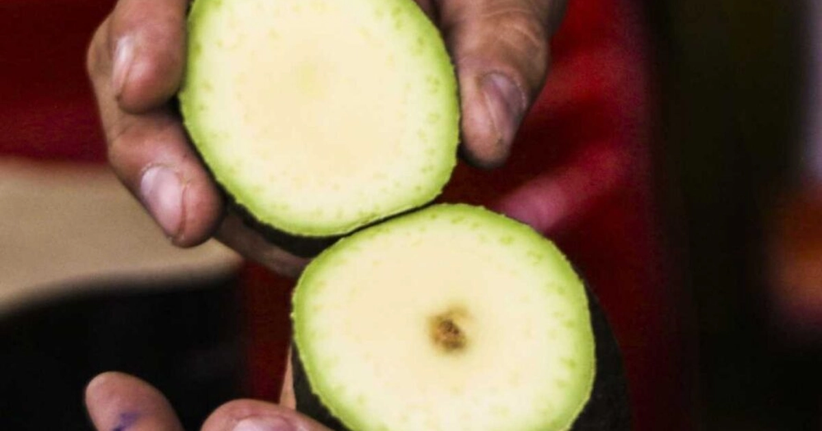 Aguacateros inconformes por aguacate con plaga. Foto: Cuartoscuro