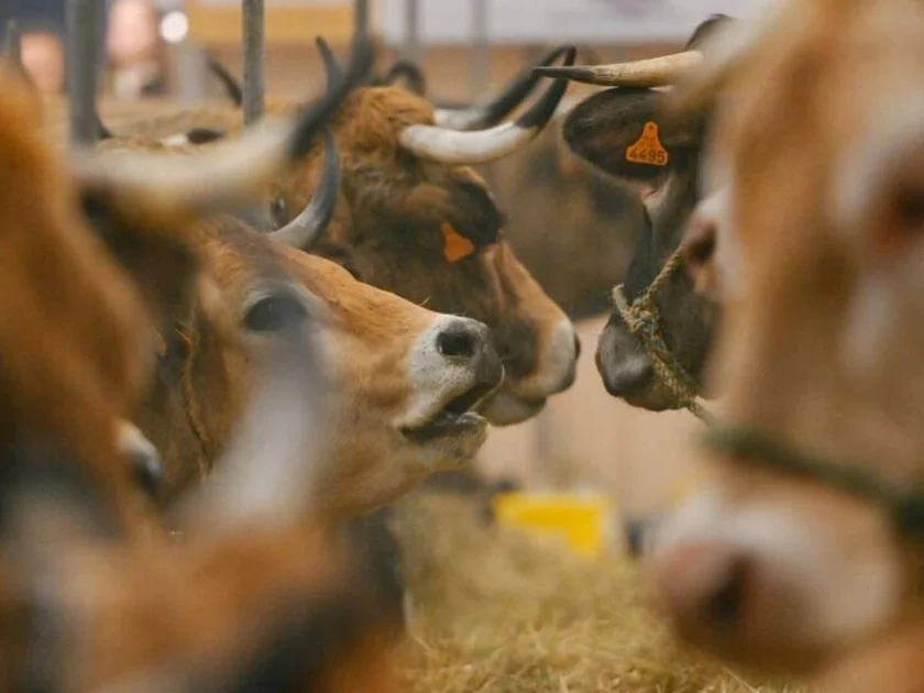 El virus afecta al ganado bovino, ovejas, cabras y caballos. Foto: AFP