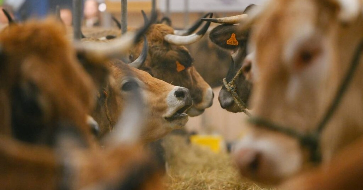 El virus afecta al ganado bovino, ovejas, cabras y caballos. Foto: AFP